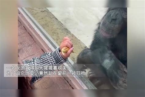 猩猩隔窗亲吻女游客媳妇一来秒怂，下秒举动引爆笑：动物也怕媳妇媳妇游客举动