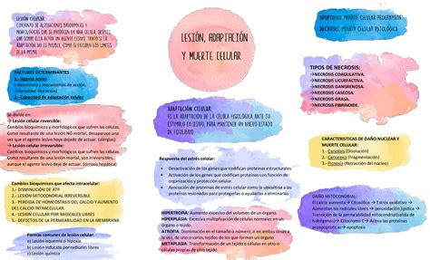 Lesion Adaptacion Y Muerte Celular Mapa Conceptual Esquemas Y Mapas Conceptuales De Patología