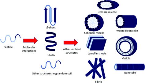 Self Assembly Of Bioactive Peptides Peptide Conjugates And Peptide