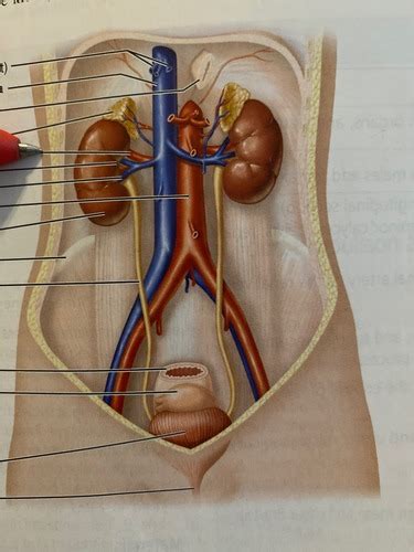 A Pii Urinary System Flashcards Quizlet