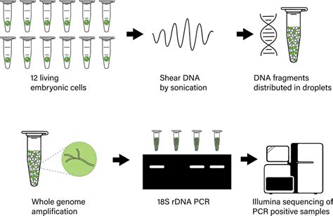 Schematic Overview Of The Wet Lab Procedure 12 Individual Embryonic Download Scientific