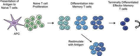 Following Antigen Exposure Na Ve T Cells Undergo Proliferative