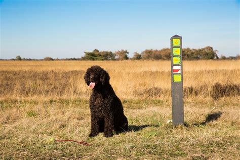 Hondvriendelijke Verblijven En Losloopgebieden Visitbrabant