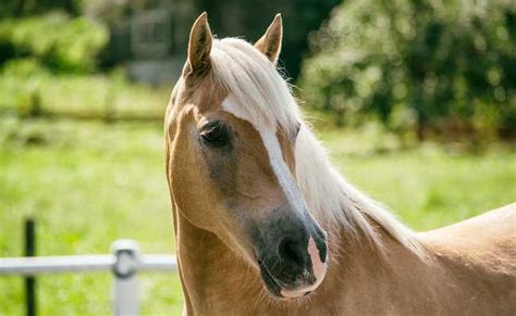 Combien Co Te Un Cheval Prix Entretien Et Frais Associ S