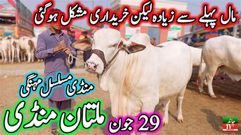 Multan Cow Mandi Latest Update Cholistani Gulabi Ablak Nukre