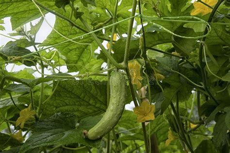 Prachtige Groene Fotografie Van De Komkommer Of Bittergroenteteelt Op