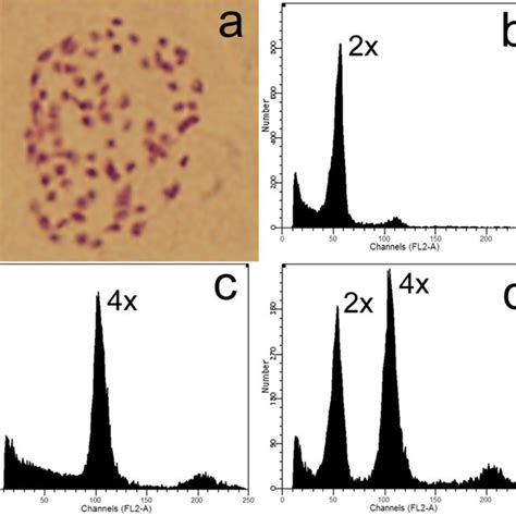 Tetraploid Production Through Colchicine Induced Zygotic Chromosome Download Scientific Diagram