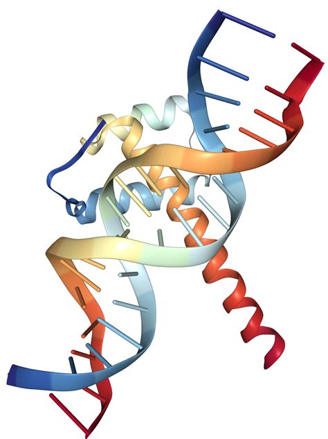 Cdx Protein Overview Sino Biological