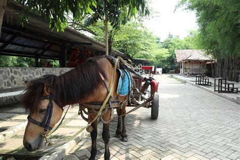 Foto 7 Tempat Wisata Anak Di Depok Belajar Beri Makan Hewan Halaman 2