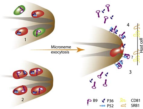 Plasmodium Sporozoites Require The Protein B9 To Invade Hepatocytes