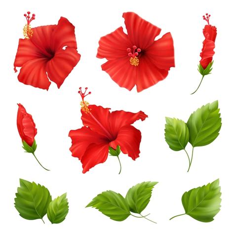 Premium Vector Set Of Realistic Beautiful Hibiscus Flower With Buds