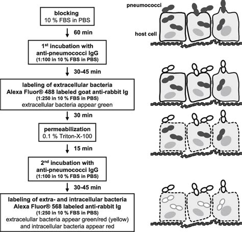 1 Schematic Model And Flowchart Of Double Immunofluorescence Download Scientific Diagram