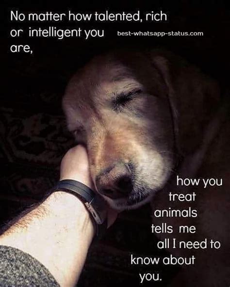 [50]+ Best Animal Lover Quotes That touch your Heart [Status for Animals]