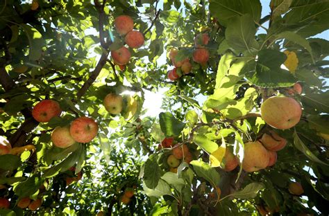 Its That Time Of Year Apples Ripe For Picking In Oak Glen Redlands