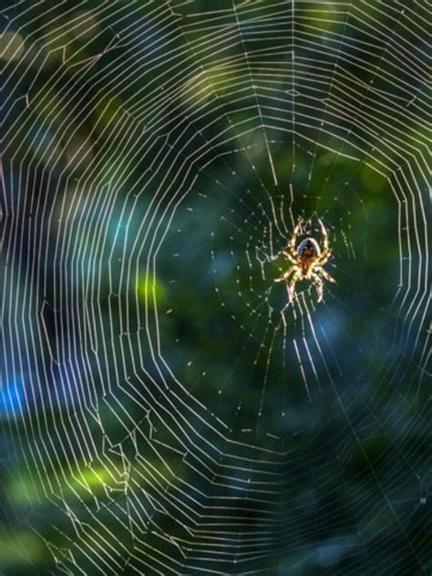 Picada de aranha o que fazer e não fazer Congresso de Saúde 2023