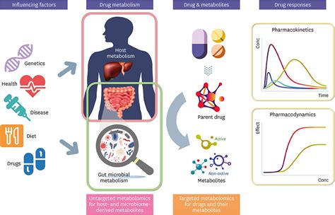 Exploring Drug Metabolism By The Gut Microbiota Modes Of 46 Off