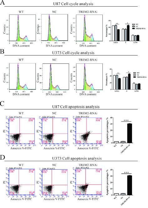 Suppressing Trem Expression Induced S Phase Arrest And Apoptosis In