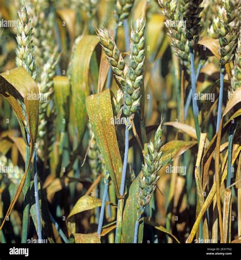 Wheat Leaf Rust Or Brown Rust Puccinia Triticina Infection On The