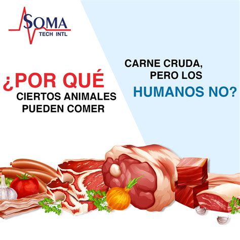 Pueden Los Perros Comer Carne De Cerdo Cruda