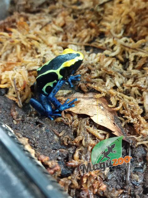 Cobalt Poison Dart Frog Magazoo The Universe Of Reptiles