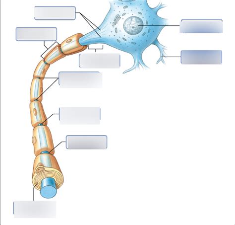 Parts of a Myelinated Peripheral Nervous System (PNS) Neuron Diagram | Quizlet