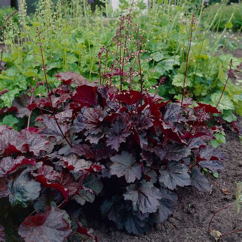 Palace Purple Heuchera For Sale