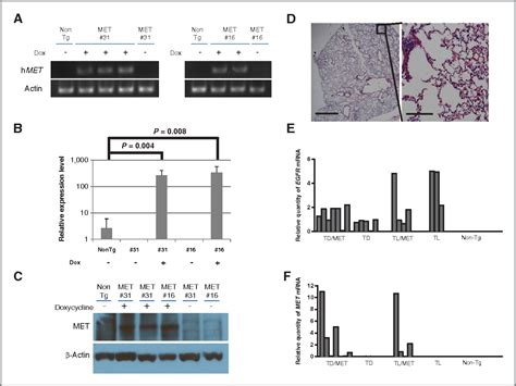 Figure From Combined Egfr Met Or Egfr Hsp Inhibition Is Effective