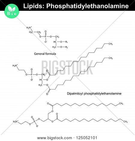 Vector & Photo (Free Trial) | Bigstock