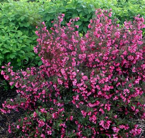 Best Deer Resistant Perennial Plants In One Blog