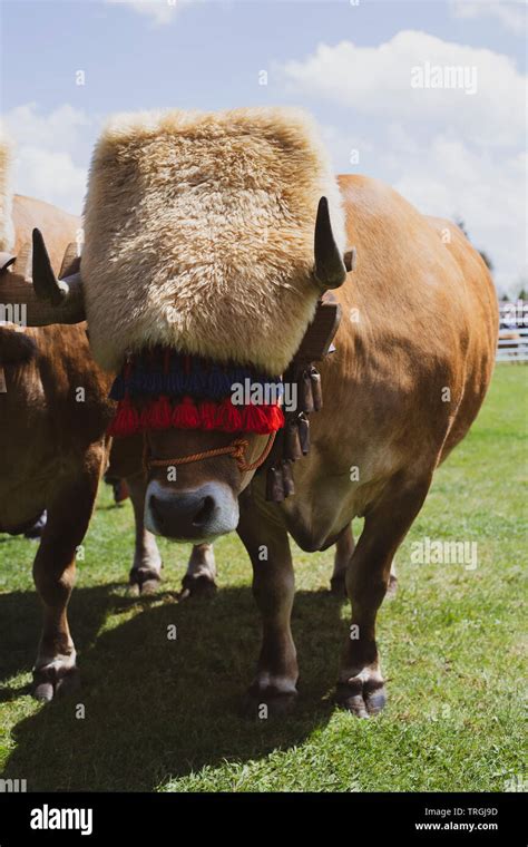 Dairy Cow Portrait Low Angle Hi Res Stock Photography And Images Alamy