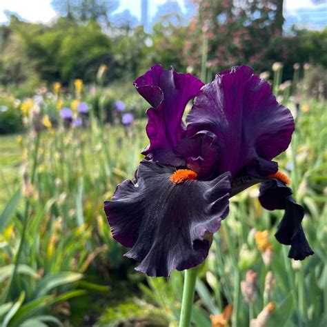 Iris Germanica 'Dracula's Kiss' Bearded Iris from ADR Bulbs