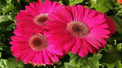 Gerber Daisy Gerber Daisy Portrait Photograph By Juergen Roth In