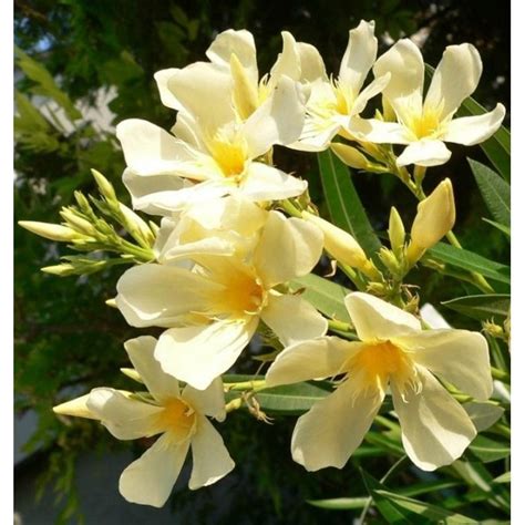 Oleander obyčajný Nerium oleander Angiolo Pucci Co9L 60 80 MAX