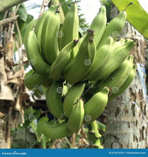 Plantain Fruit Picture Stock Image Image Of Leaf Vegetable 271672315