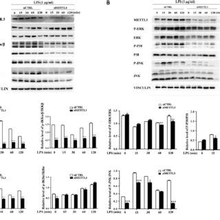 Mettl Inhibition Down Regulated Lps Induced Nf Jb And Mapk Signalling