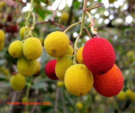 Plantfiles Pictures Killarney Strawberry Tree Strawberry Tree