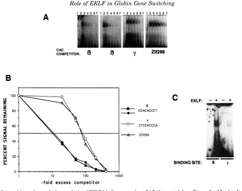 Figure From Role Of Erythroid Kruppel Like Factor In Human To