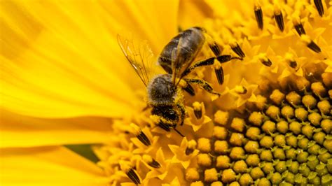 World Bee Day May 20 National Day Calendar