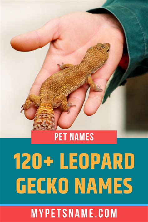 Leopard Gecko Names | Cute pet names, Lizard names, Cute lizard