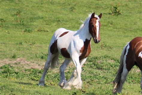 Irish Cobs For Sale Cairnview Stud