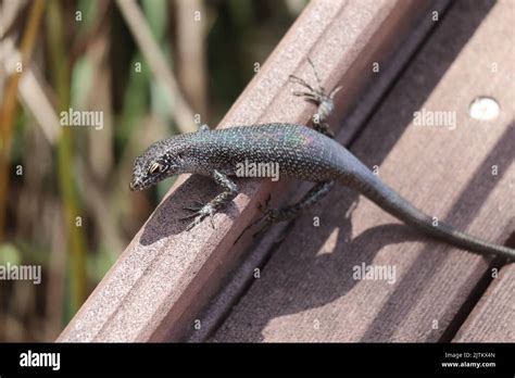 Mabuia Lizard Trachylepis Atlantica Unique Lizard From The Island Of