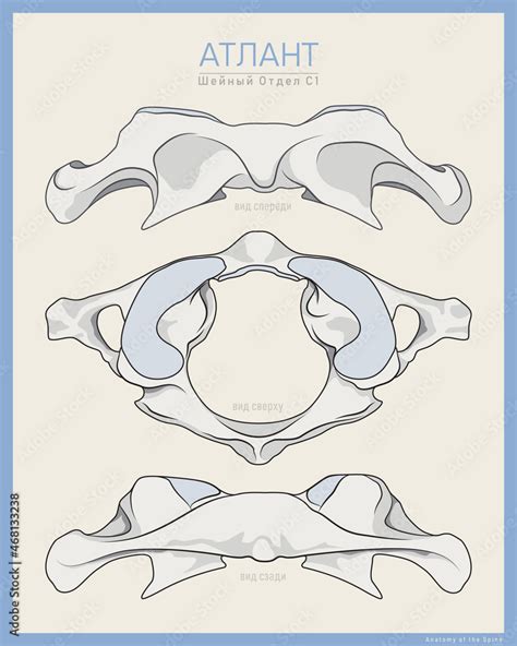 Shown Here is the First Cervical Vertebra. Atlas C1. Anterior ...