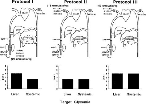 Figure 1 From The Role Of Liver Glucosensors In The Integrated