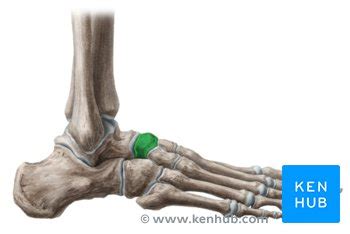 Navicular bone: Anatomy and clinical notes | Kenhub