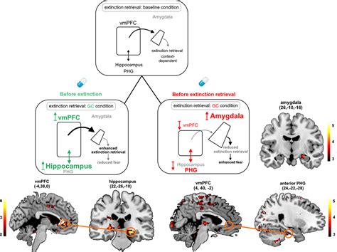 Stress Modulation Of Fear And Extinction In Psychopathology And Treatment