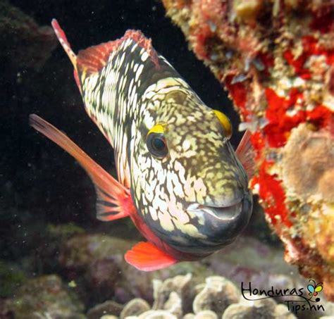 Utila El Mejor Lugar Para Bucear Honduras Tips