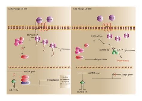 The Potential Mechanism Of MiR 195 5p Regulating DP Cell Hair Follicle