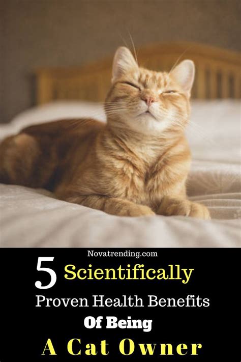 5 Scientifically Proven Health Benefits Of Being A Cat Owner Cats