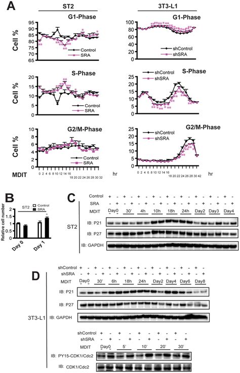 Sra Promotes Preadipocyte Entry Into S Phase During Mitotic Clonal