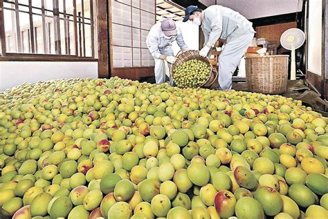 石川県 梅、やや小ぶり 金沢・兼六園で収穫｜北陸新幹線で行こう！北陸・信越観光ナビ